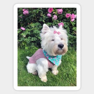 Westie Sticker